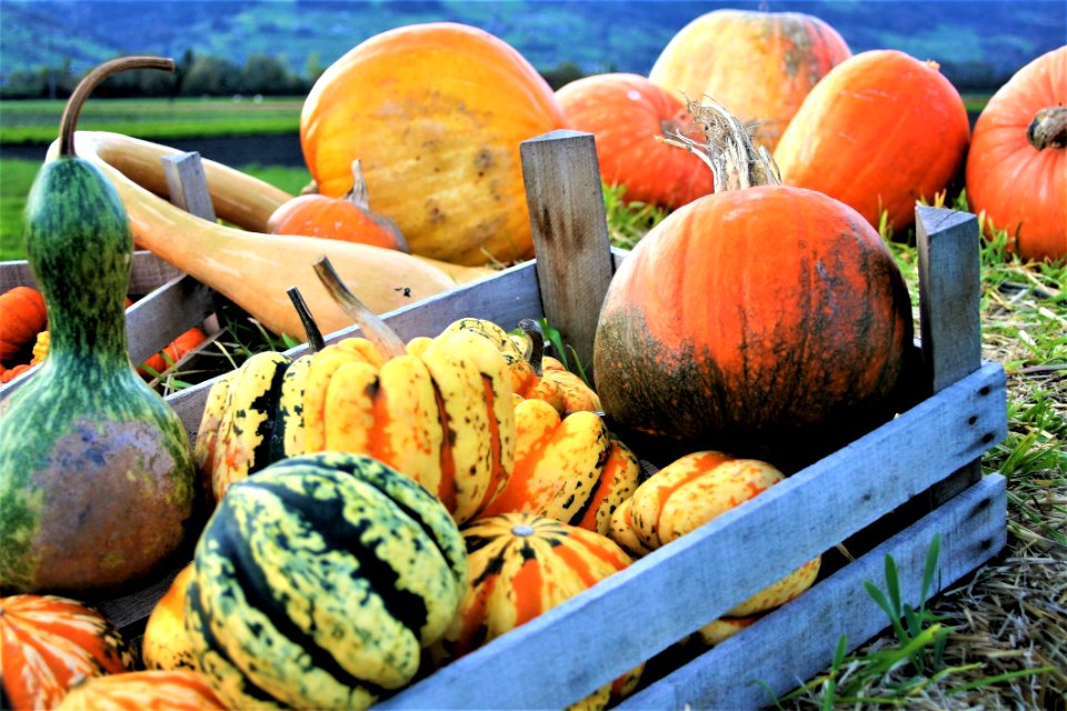 Vegetable Local Food Winter Squash Produce