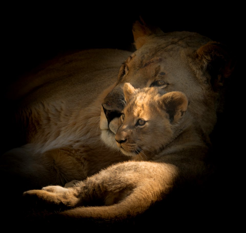 Wildlife Lion Mammal Big Cats