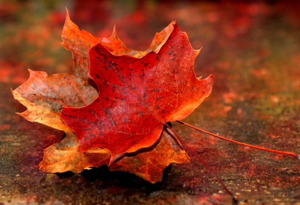 Leaf Maple Leaf Autumn Close Up