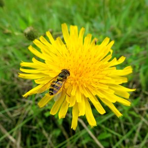 Flower Yellow Sow Thistles Flatweed