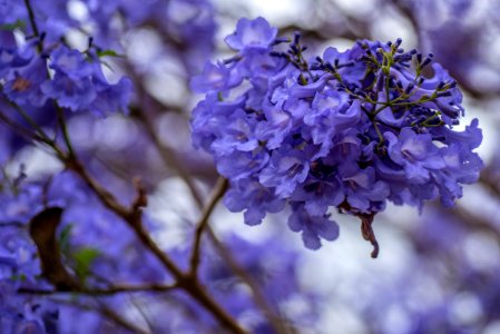 Blue Flower Purple Branch photo