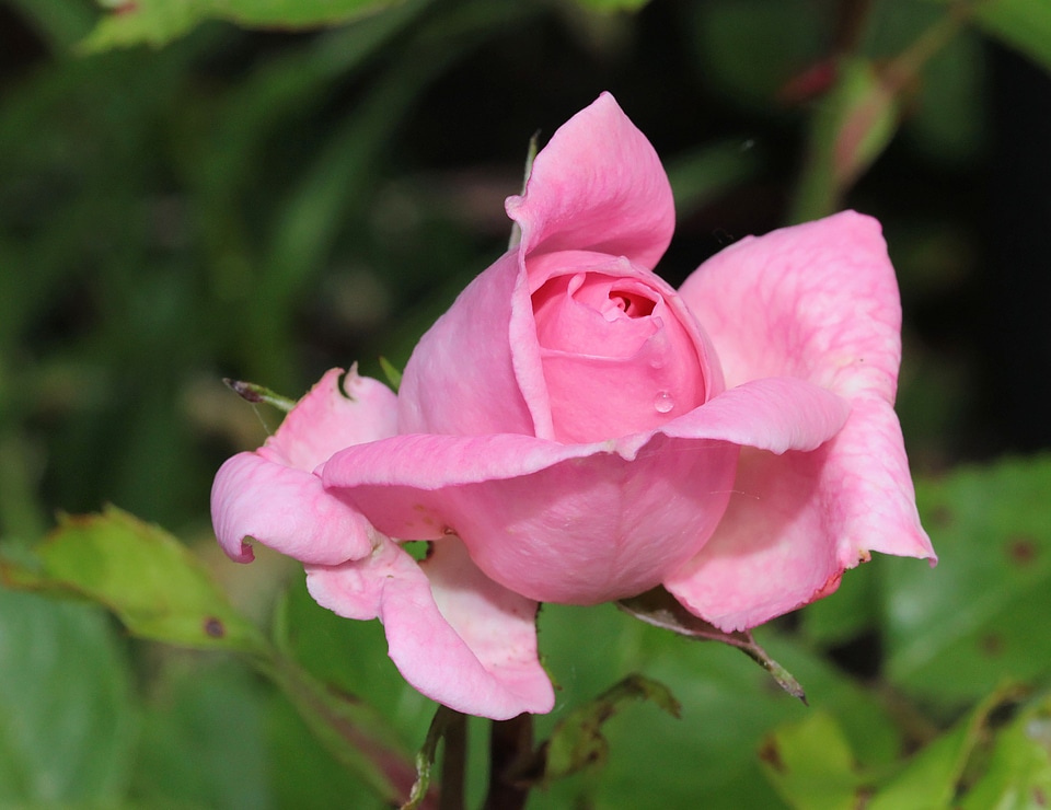 Pink tender nature
