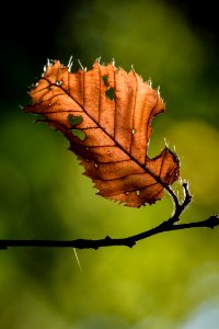Leaf Close Up Macro Photography Twig