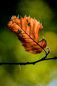 Leaf Close Up Macro Photography Twig photo