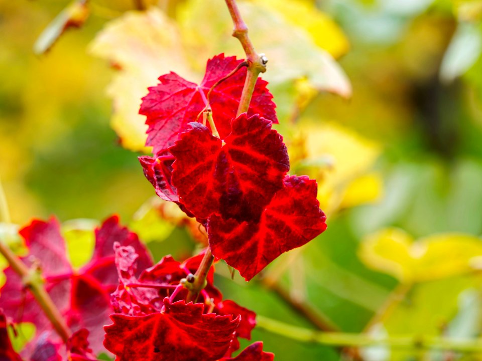 Flower Flowering Plant Flora Leaf