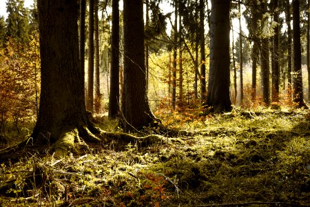 Woodland Forest Ecosystem Tree photo