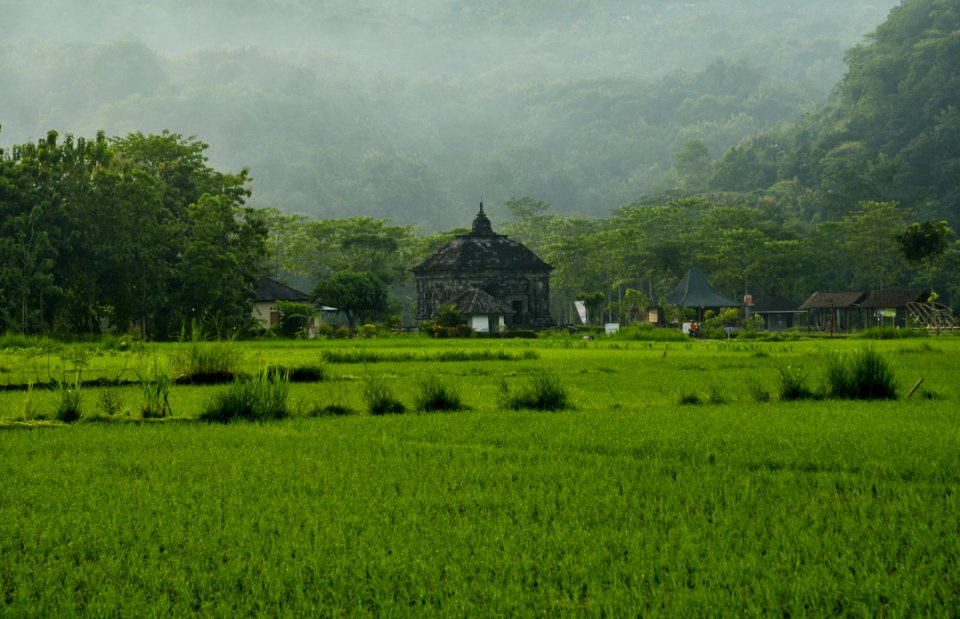 Paddy Field Grassland Green Vegetation