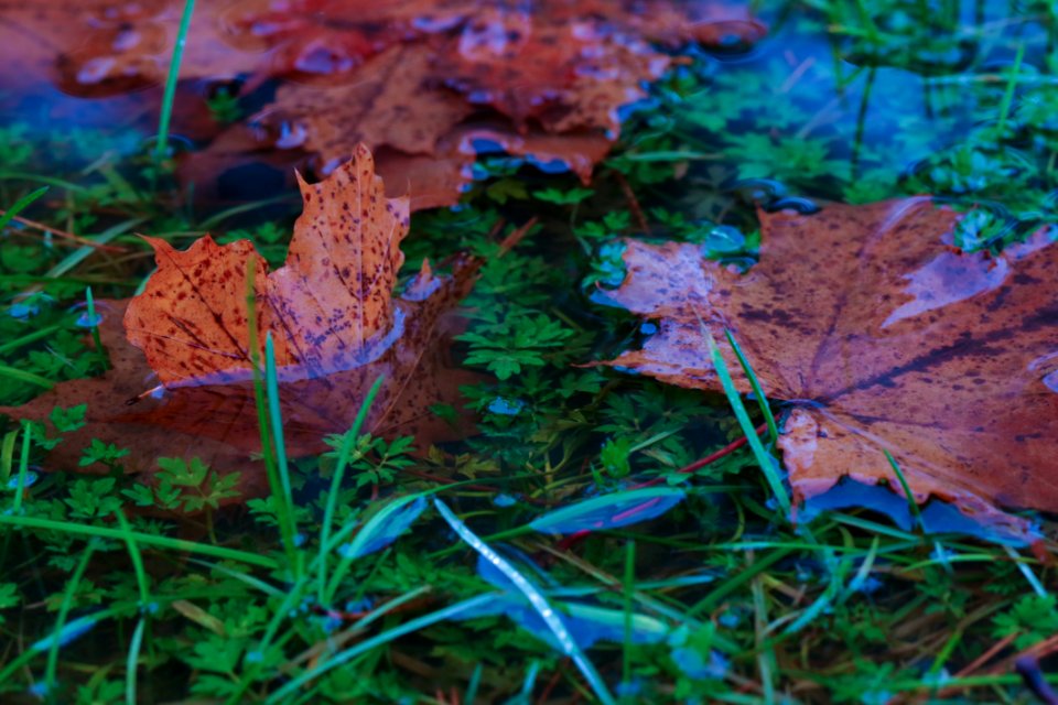 Leaf Vegetation Fungus Organism
