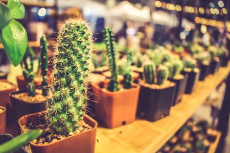 Plant Cactus Hedgehog Cactus Flowerpot photo