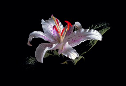 Flower Lily Plant Flora photo