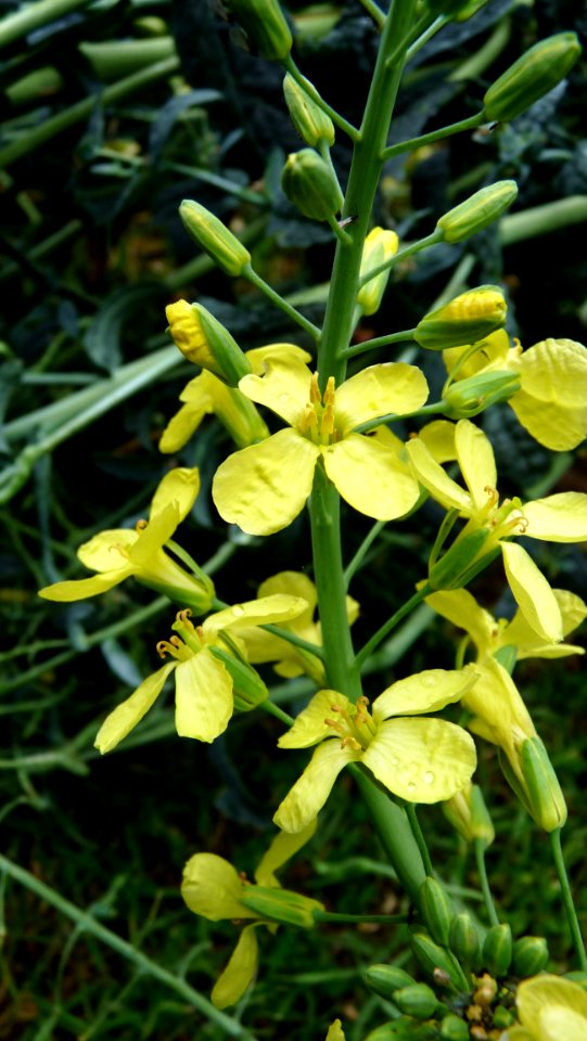 Plant Flora Flower Mustard Plant