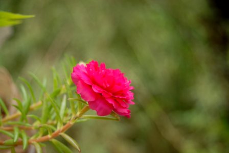 Flower Pink Plant Flora