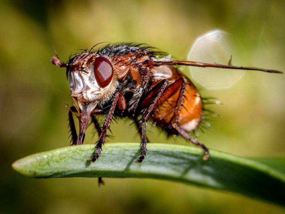 Insect Macro Photography Pest Invertebrate