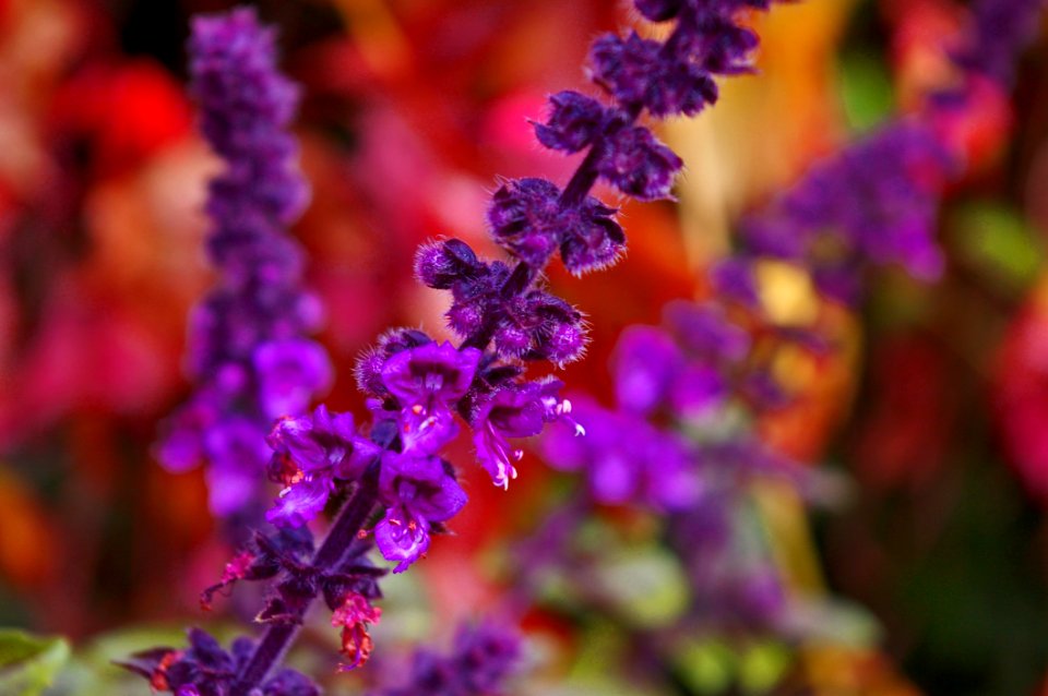Purple Violet Flower Lilac