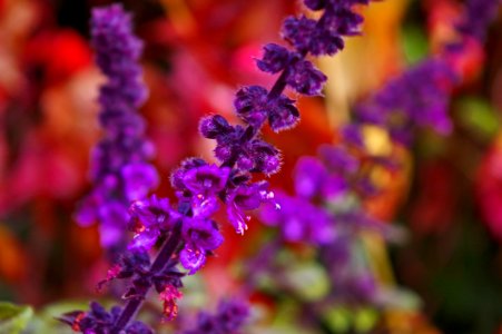 Purple Violet Flower Lilac photo