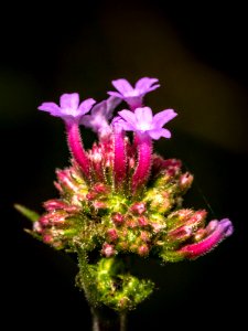 Flower Plant Flora Macro Photography