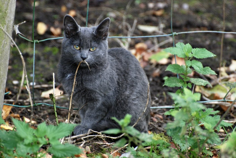 Cat Mammal Fauna Small To Medium Sized Cats