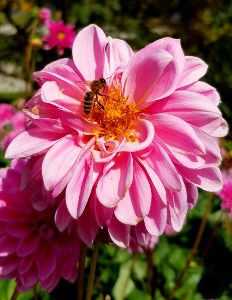 Flower Flowering Plant Plant Nectar