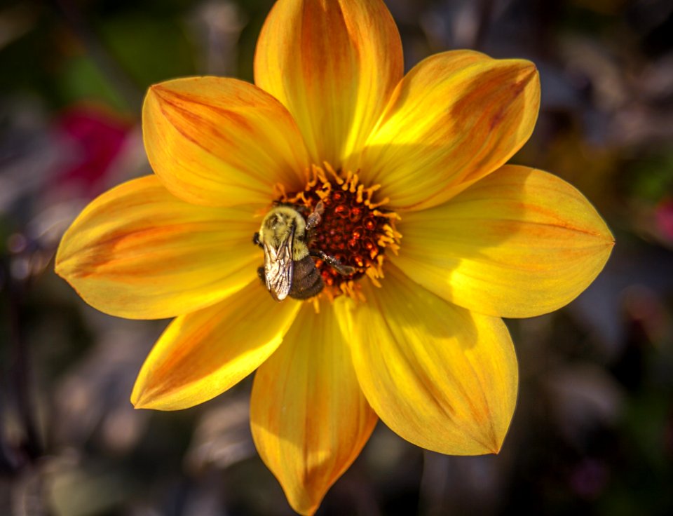 Flower Yellow Flora Plant