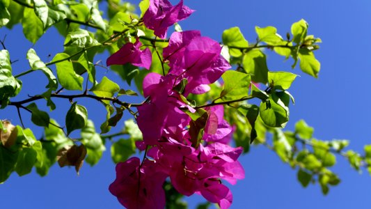 Branch Blossom Spring Flora photo