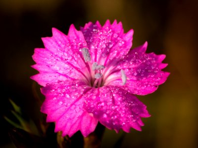Flower Flora Pink Plant
