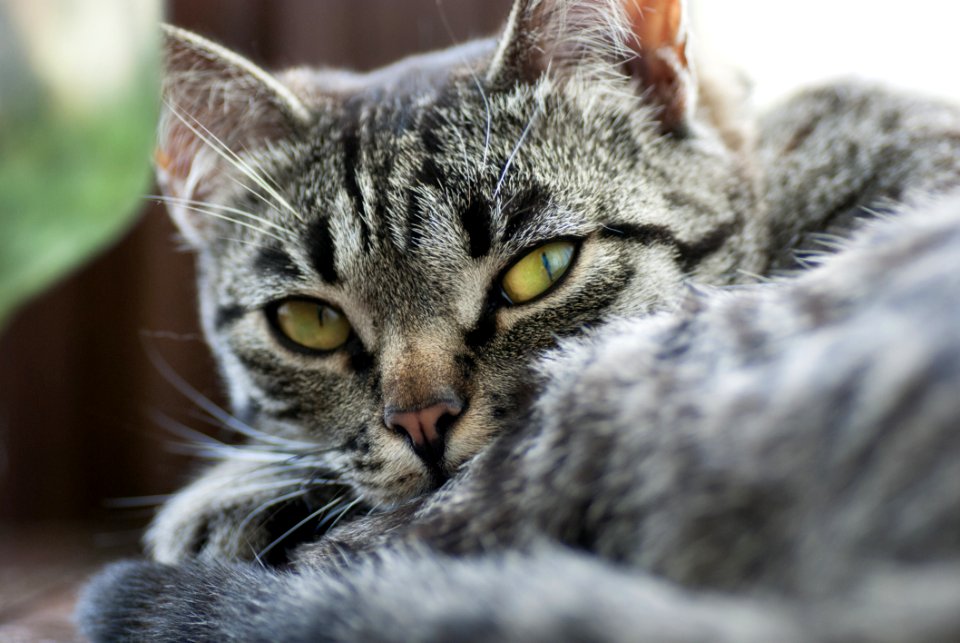 Cat Whiskers Tabby Cat Dragon Li