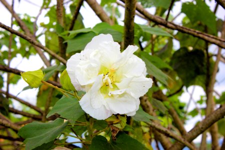 Flower Plant Flora Spring