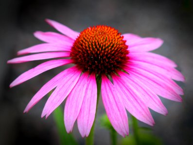 Flower Coneflower Flora Close Up