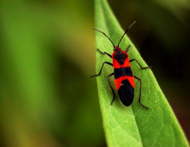 Insect Invertebrate Fauna Pest