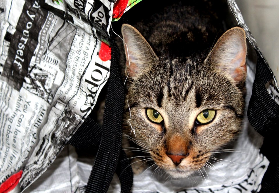 Cat Mammal Small To Medium Sized Cats Whiskers