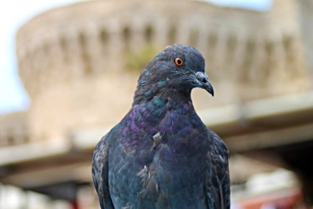 Bird Beak Pigeons And Doves Fauna