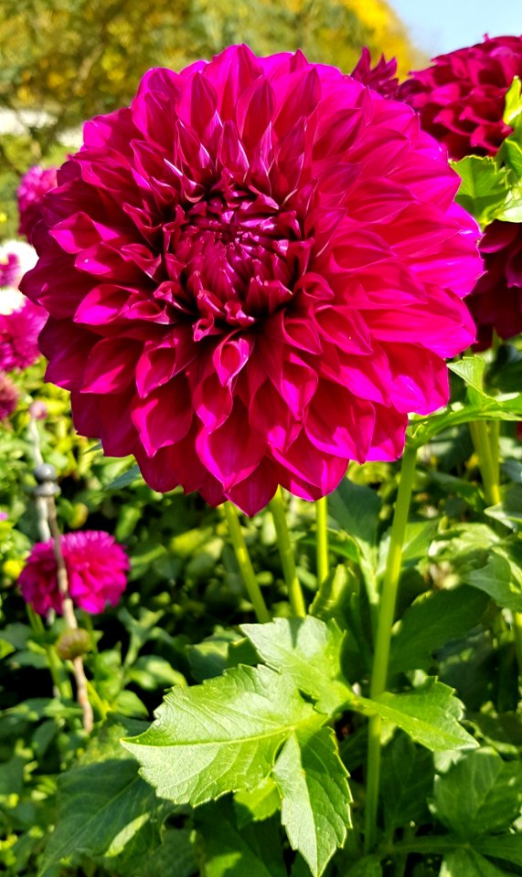 Flower Plant Flowering Plant Dahlia photo