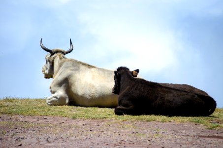 Cattle Like Mammal Fauna Horn Sky