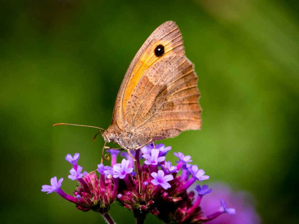 Butterfly Insect Moths And Butterflies Lycaenid