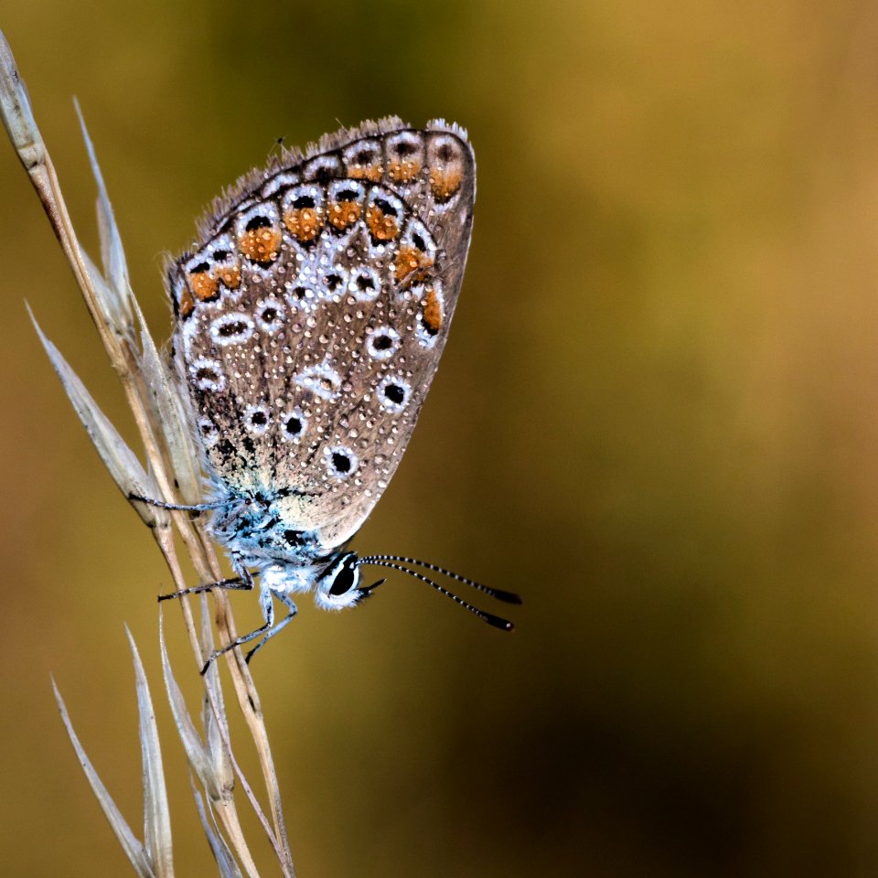 Butterfly Moths And Butterflies Insect Lycaenid