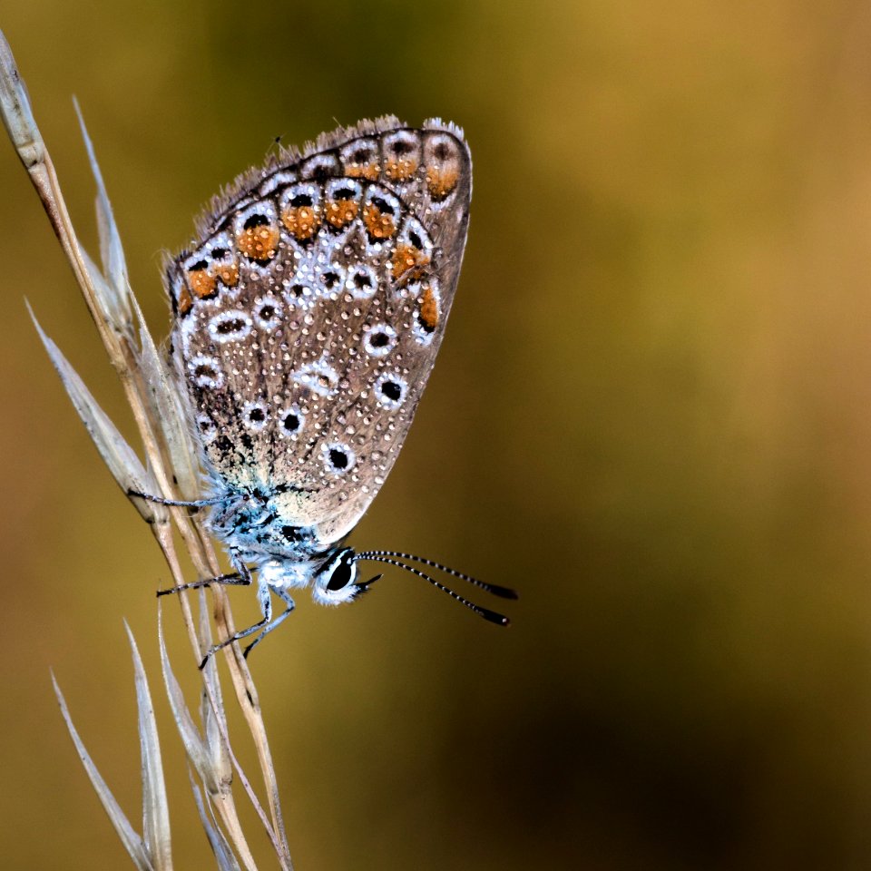 Butterfly Moths And Butterflies Insect Lycaenid photo