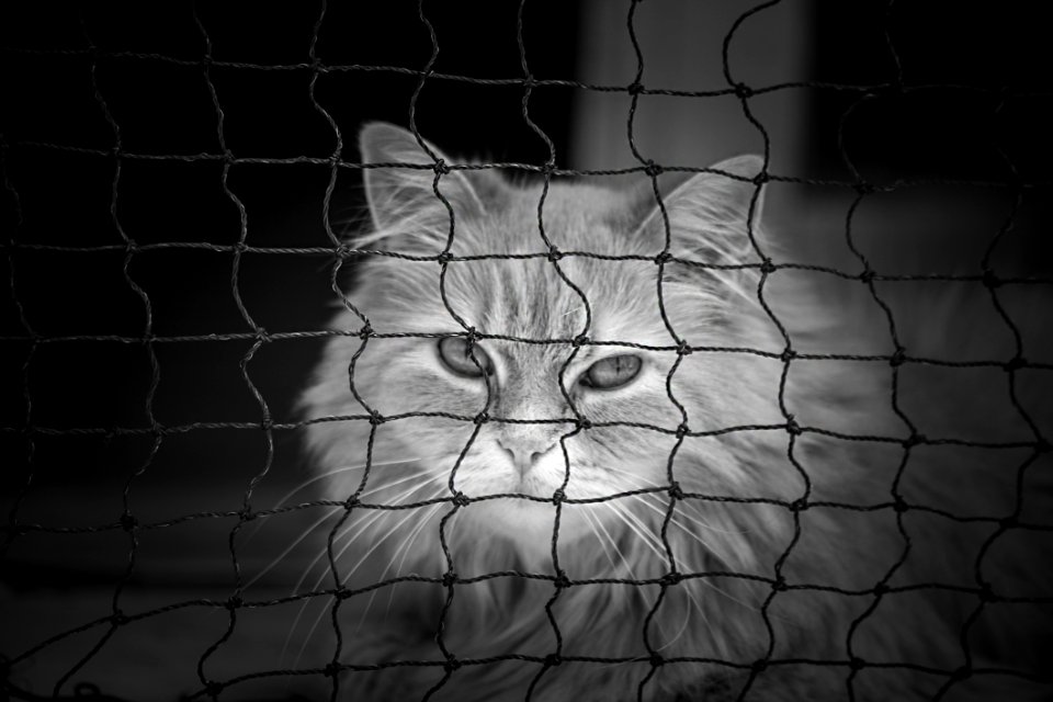 Face White Black Black And White