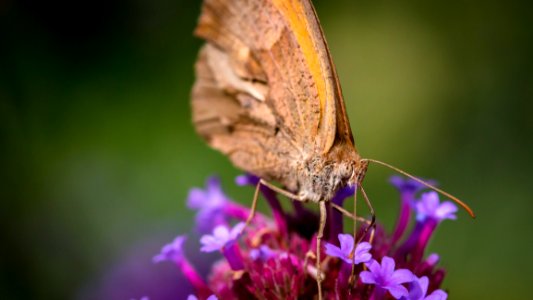 Butterfly Insect Moths And Butterflies Nectar photo