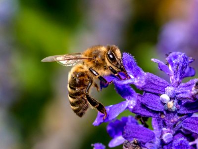Honey Bee Bee Insect Nectar photo