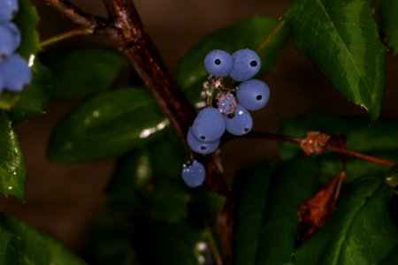 Leaf Flora Close Up Huckleberry photo