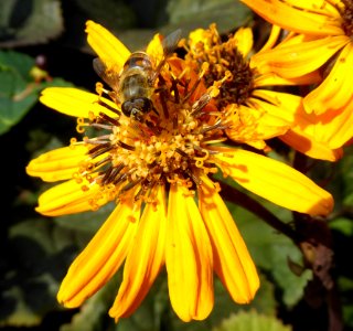 Flower Honey Bee Bee Yellow photo