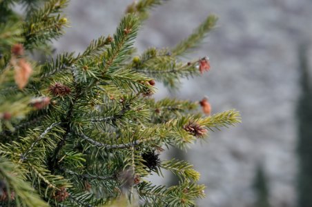 Tree Spruce Pine Family Vegetation photo