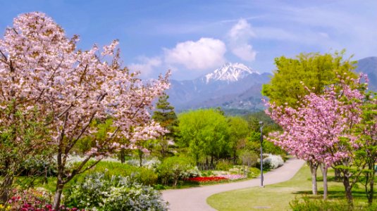 Flower Plant Tree Blossom