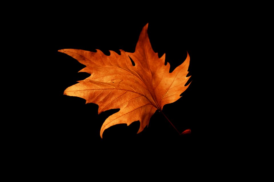 Leaf Maple Leaf Plant Computer Wallpaper