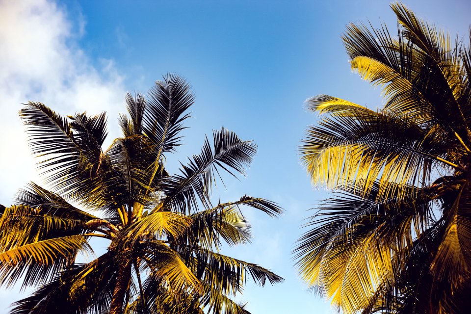 Clear Blue Sky Over Two Coconut Trees photo