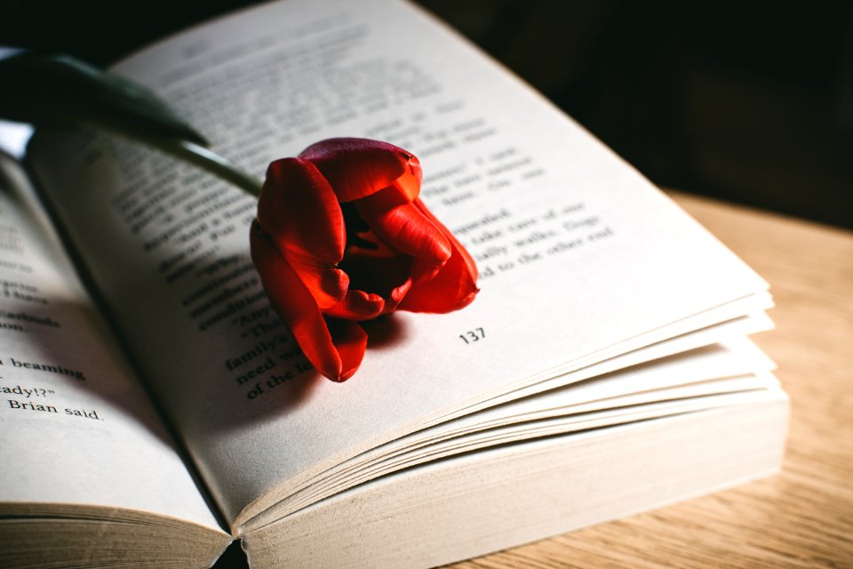 Red Tulip Flower On Book Page