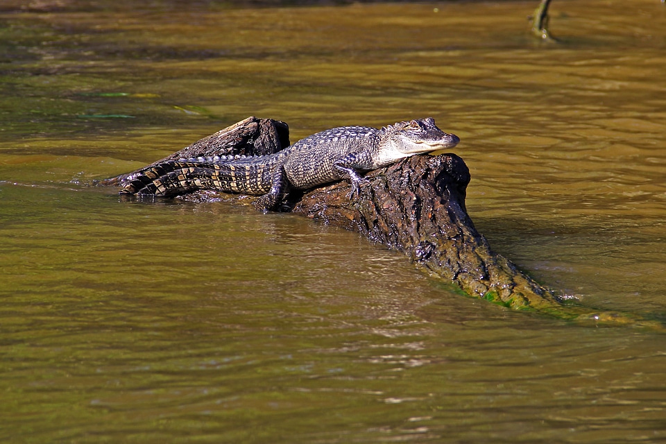 Animal crocodile louisiana