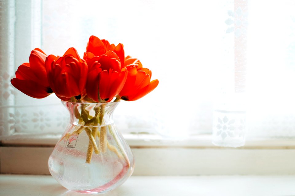 Red Tulips In Clear Glass Vase With Water Centerpiece Near White Curtain