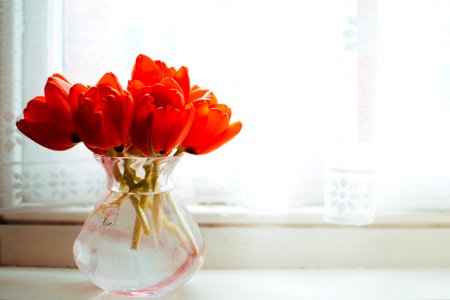 Red Tulips In Clear Glass Vase With Water Centerpiece Near White Curtain photo