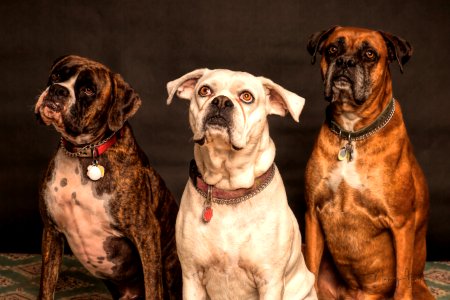 Photography Of Three Dogs Looking Up photo